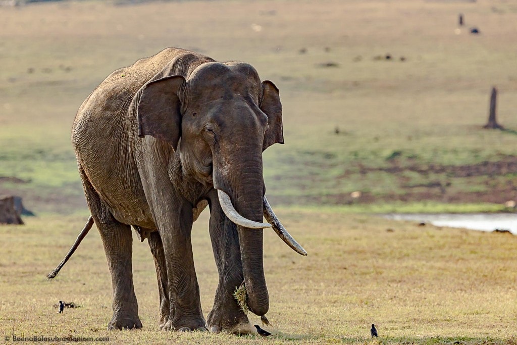 The Calm grazing tusker