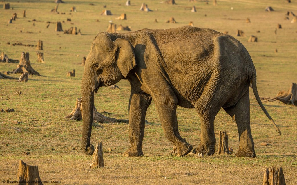 The Indian Elephant Female