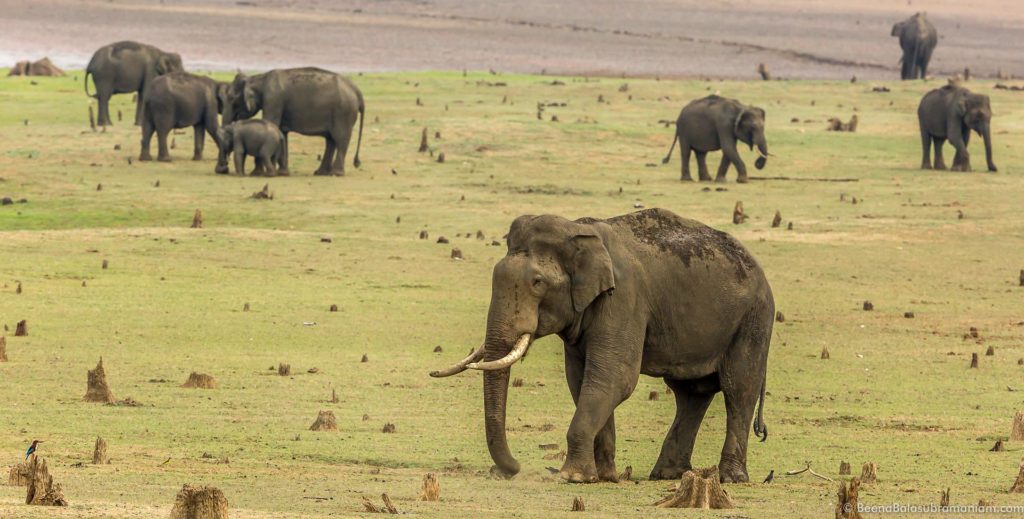 A congregation of Asiatic Elephants on the bank of the Nagarhole National Park