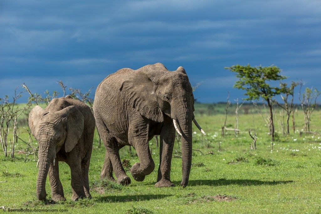 Elephant with her calf