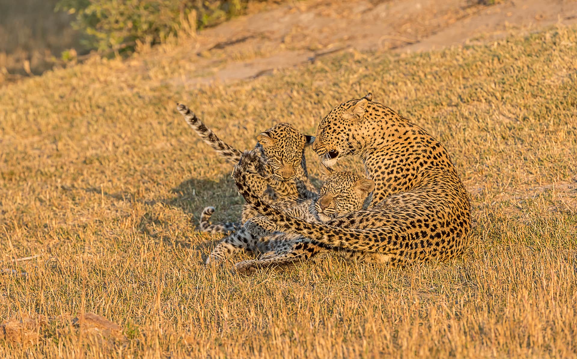 kwando safaris photo competition