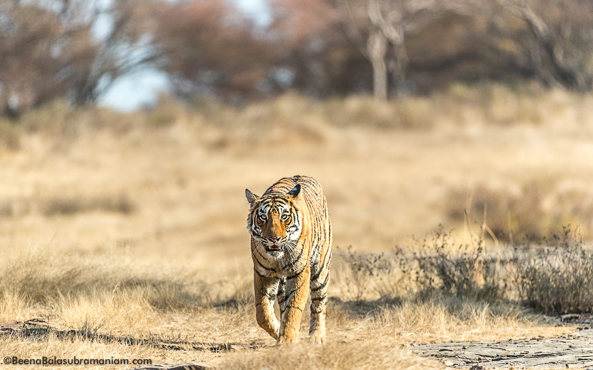 Arrowhead Ranthambore December 2016