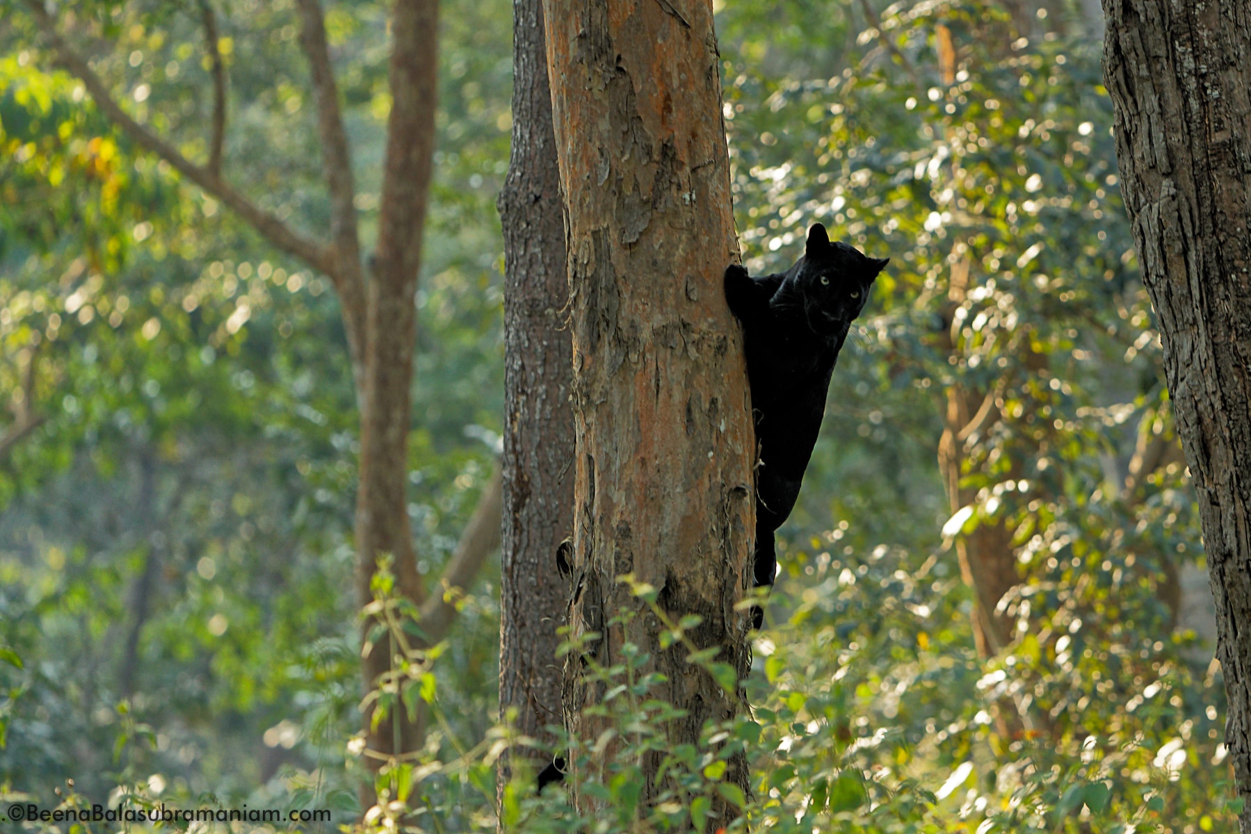 Black Panther or Melanistic Leopard, Kabini, Nagarhole National Park