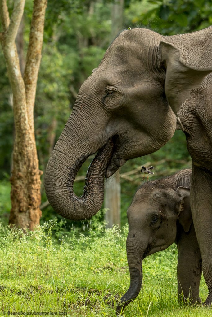 The close bond between the mother and calf