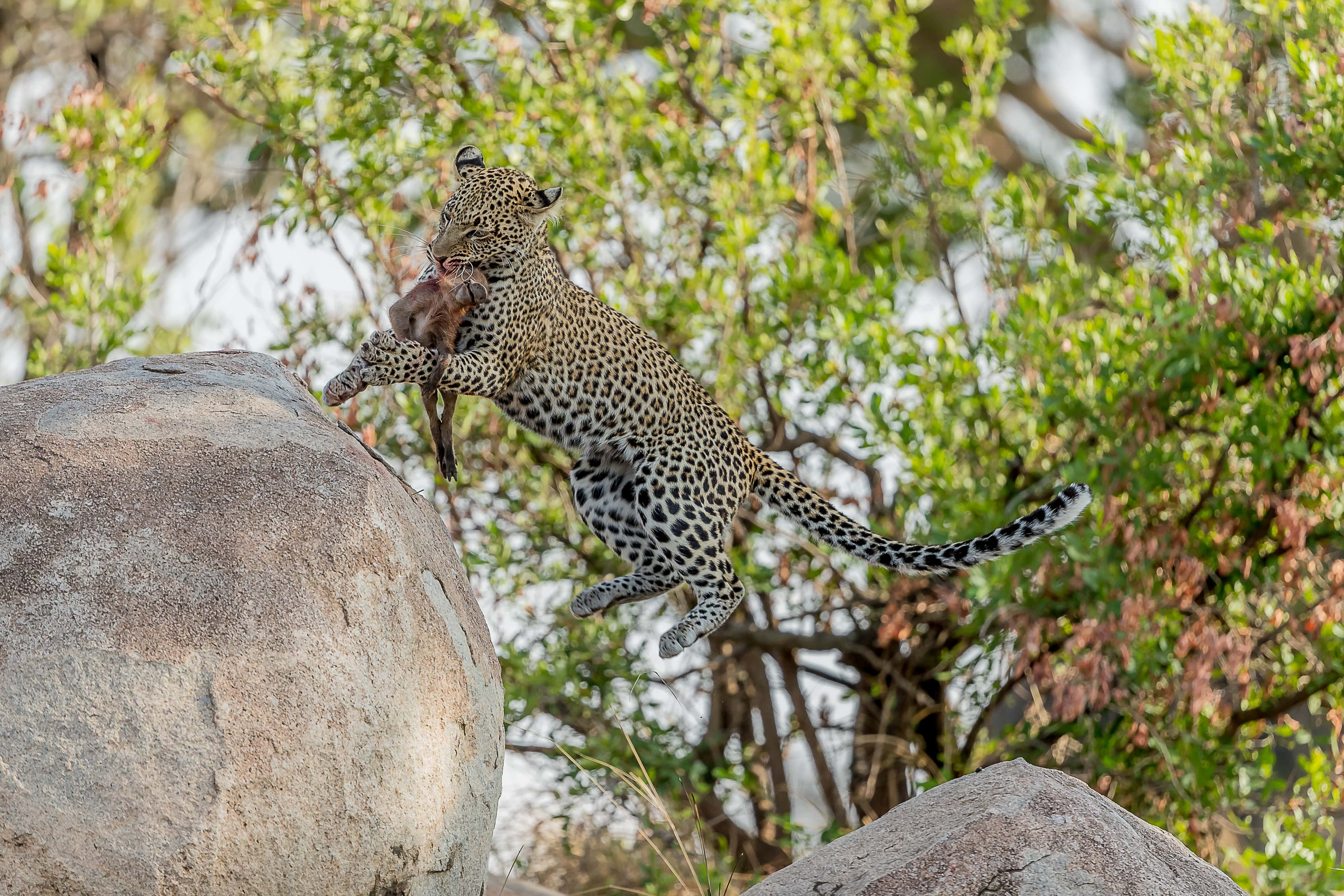 https://wildplanetphotomagazine.com/magazine/issue-37/