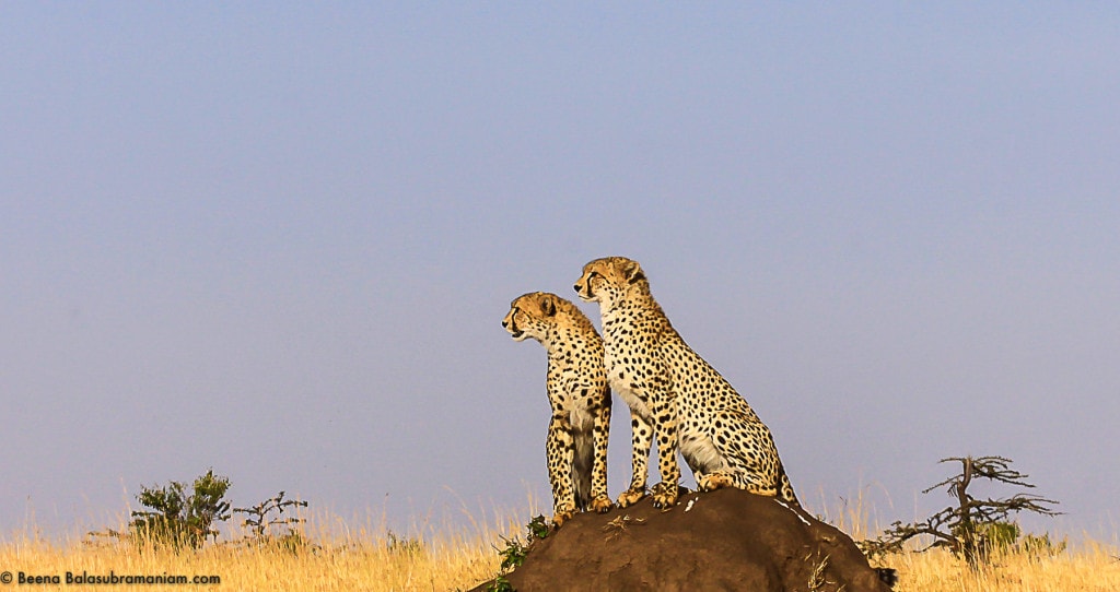 My First Cheetah Picture Masai Mara 2012