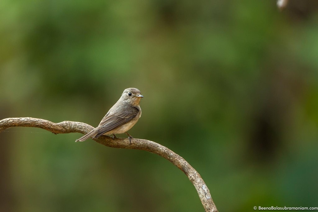 The rusty-tailed flycatcher