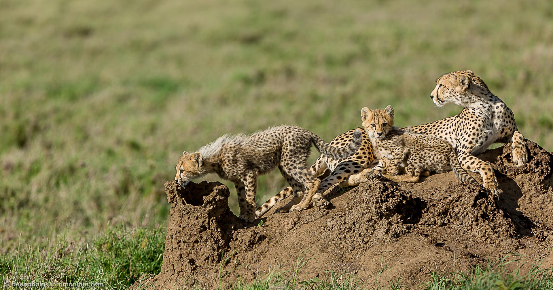 Cheetah family,