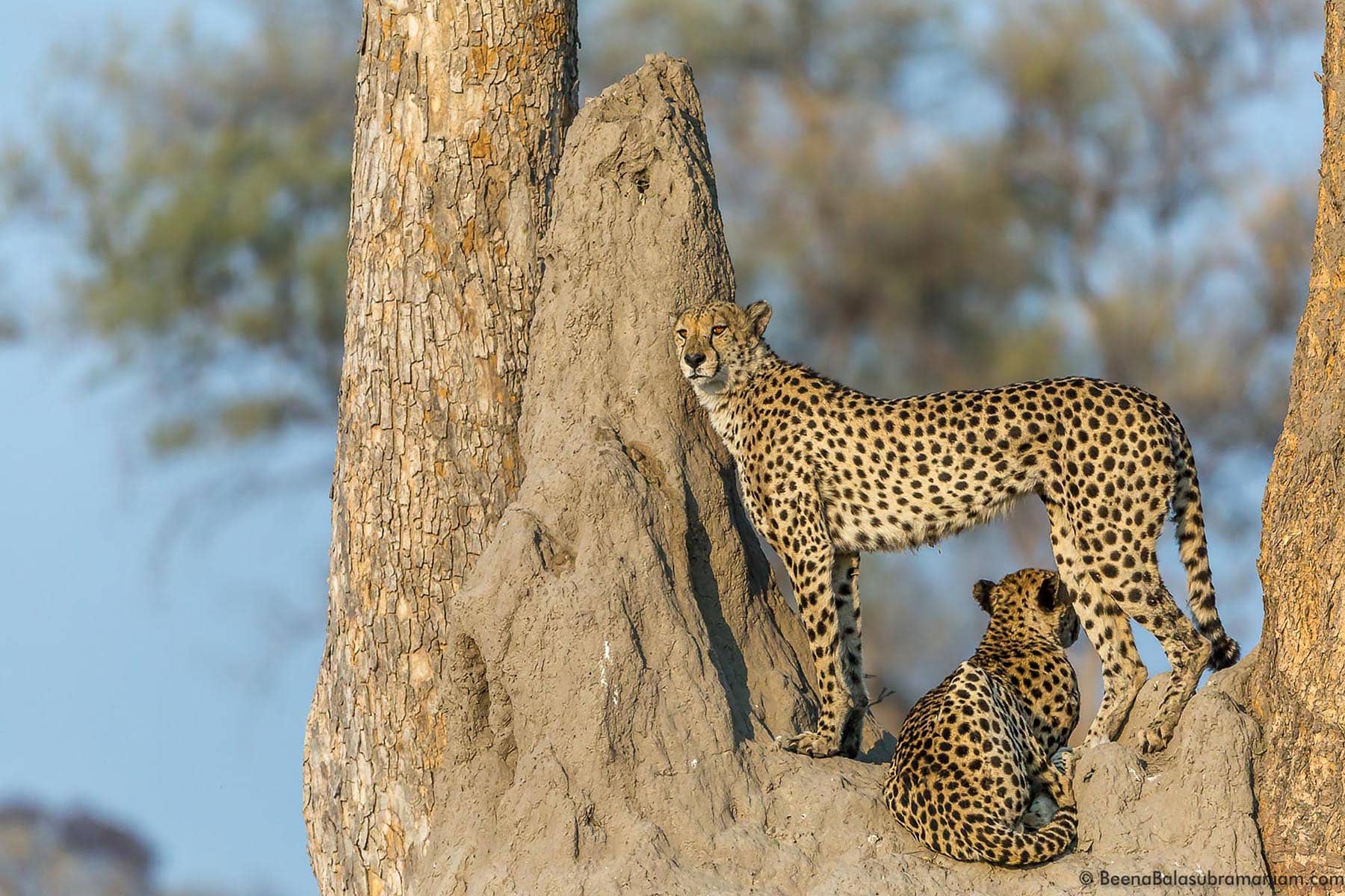 The Dominant Cheetah Brothers of the Linyati