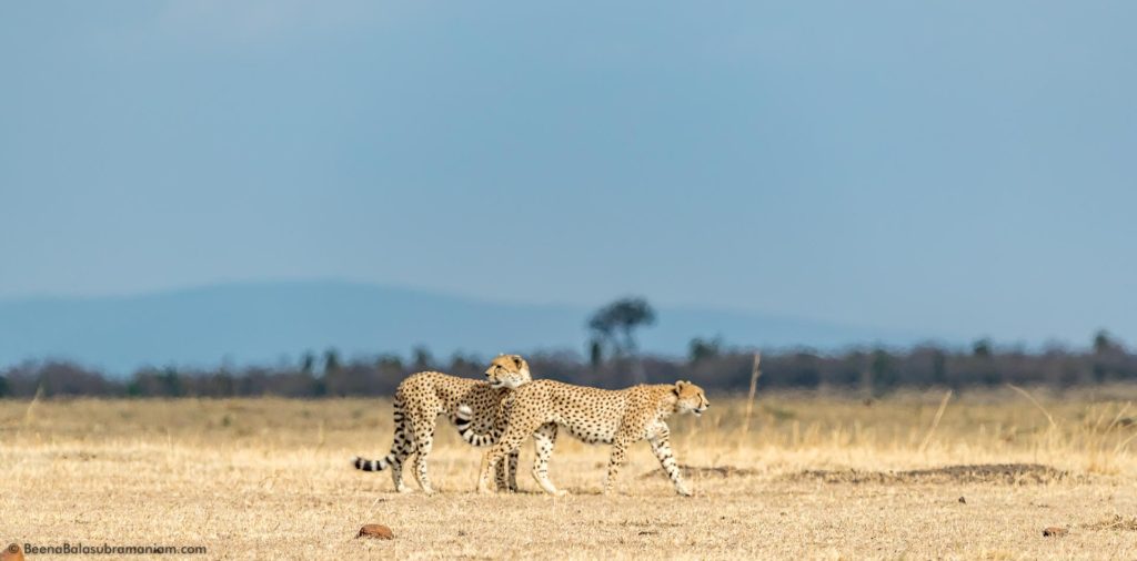 Male cheetah coalition Northern Serengeti