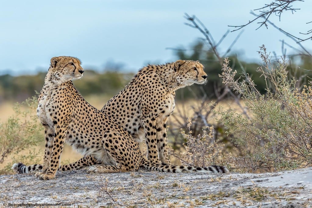 Young Cheetah brothers of the Linyati, Botswana