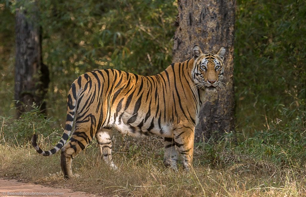Tigress against the Sal Trees of Bandhavgarh National Park