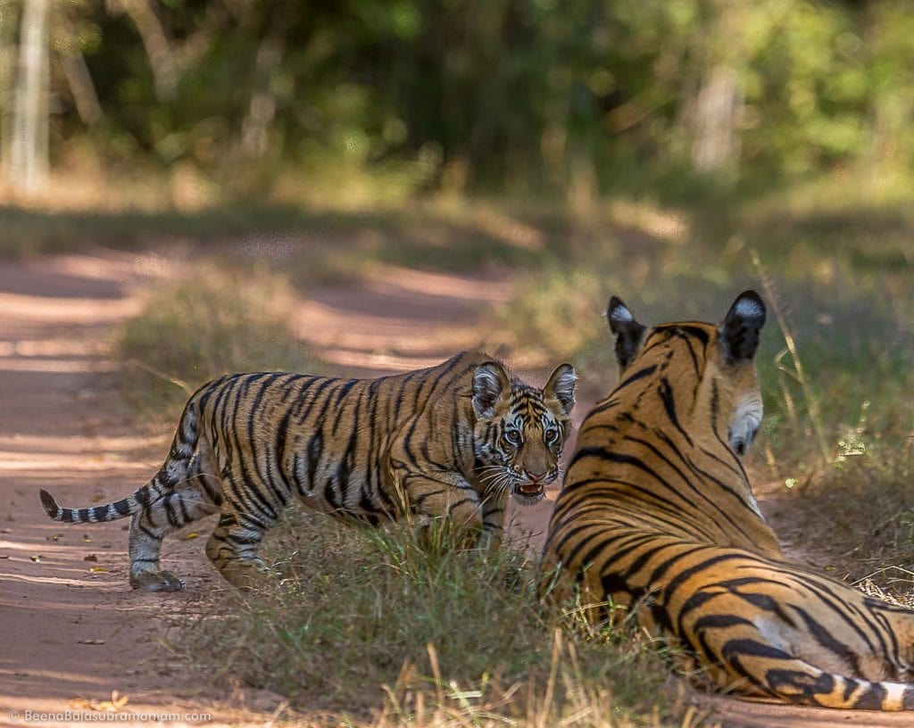 Fast track - The Male cub of the Sukhi Patiha litter, the most dynamic and awesome poser and character of the litter. Documenting the growth of Fast track at 3 months