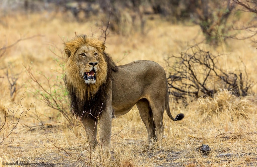 Namibian intruder