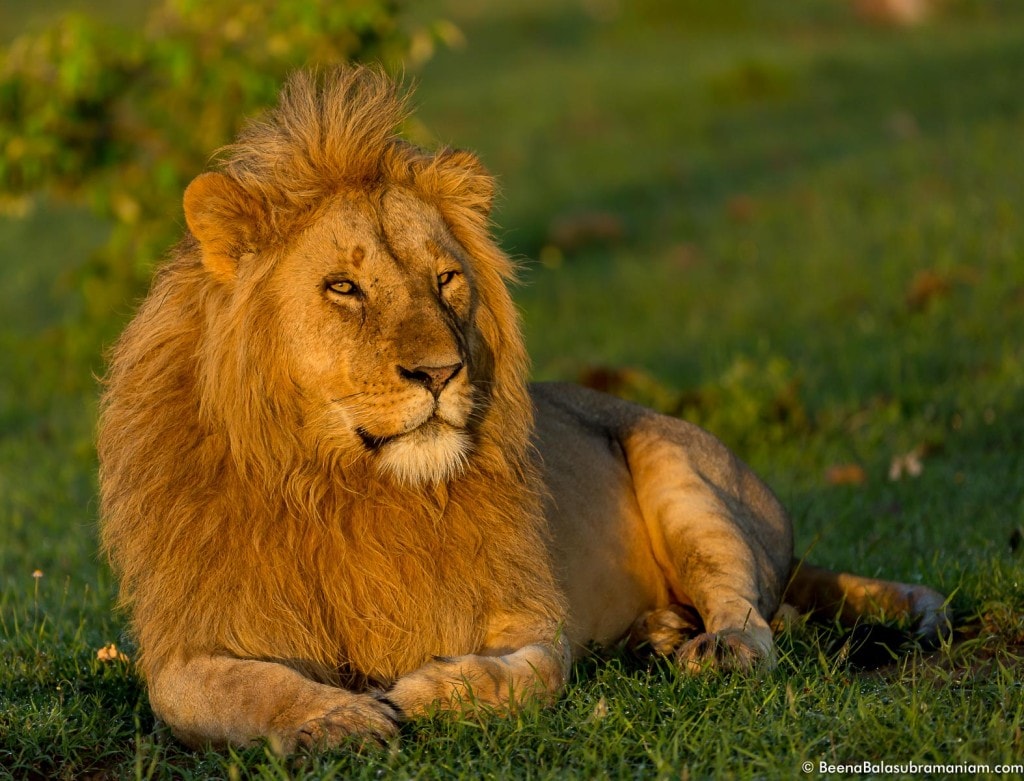 The King in Golden Light