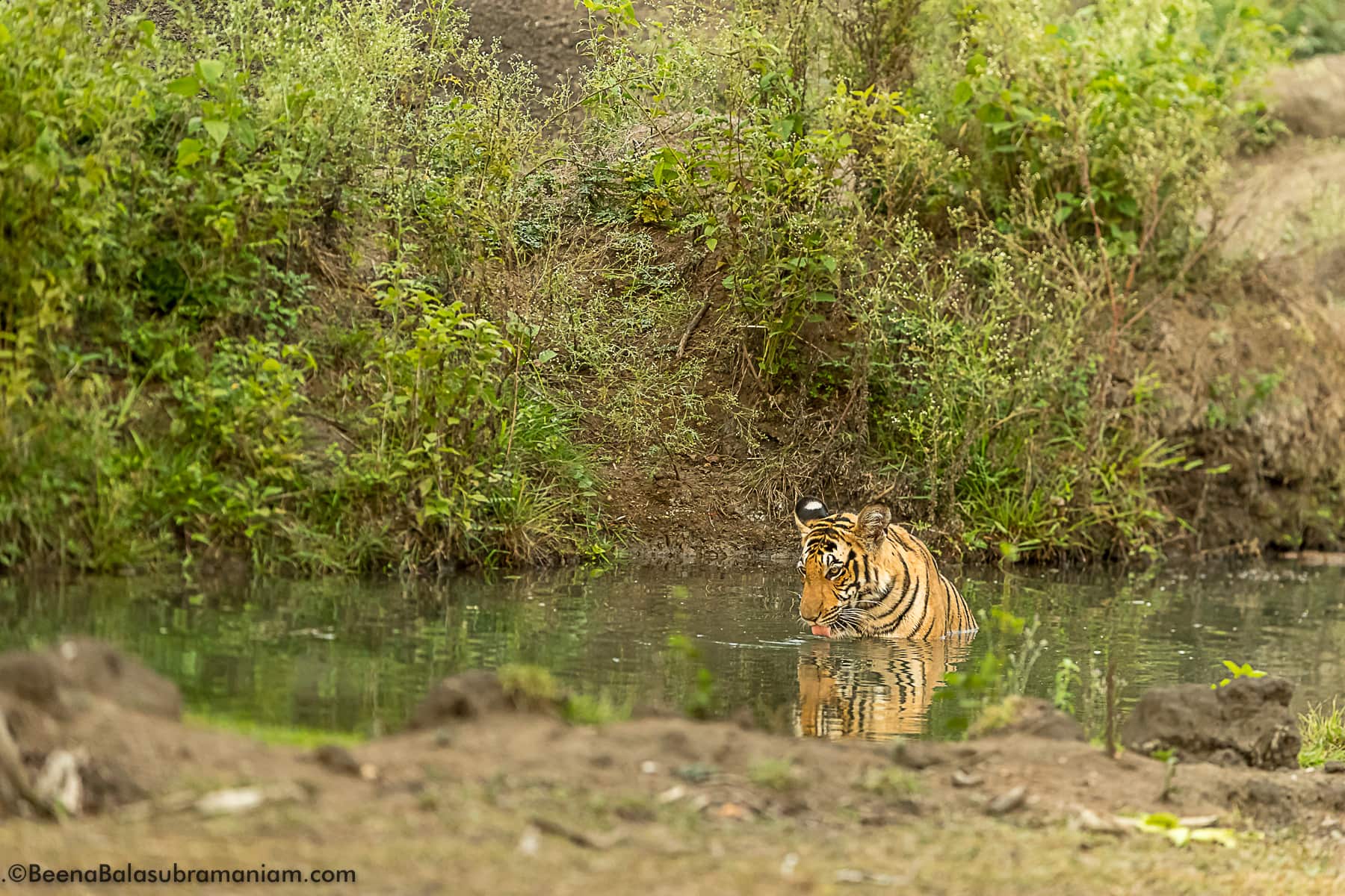 Tigertank cub Kabini April 2017