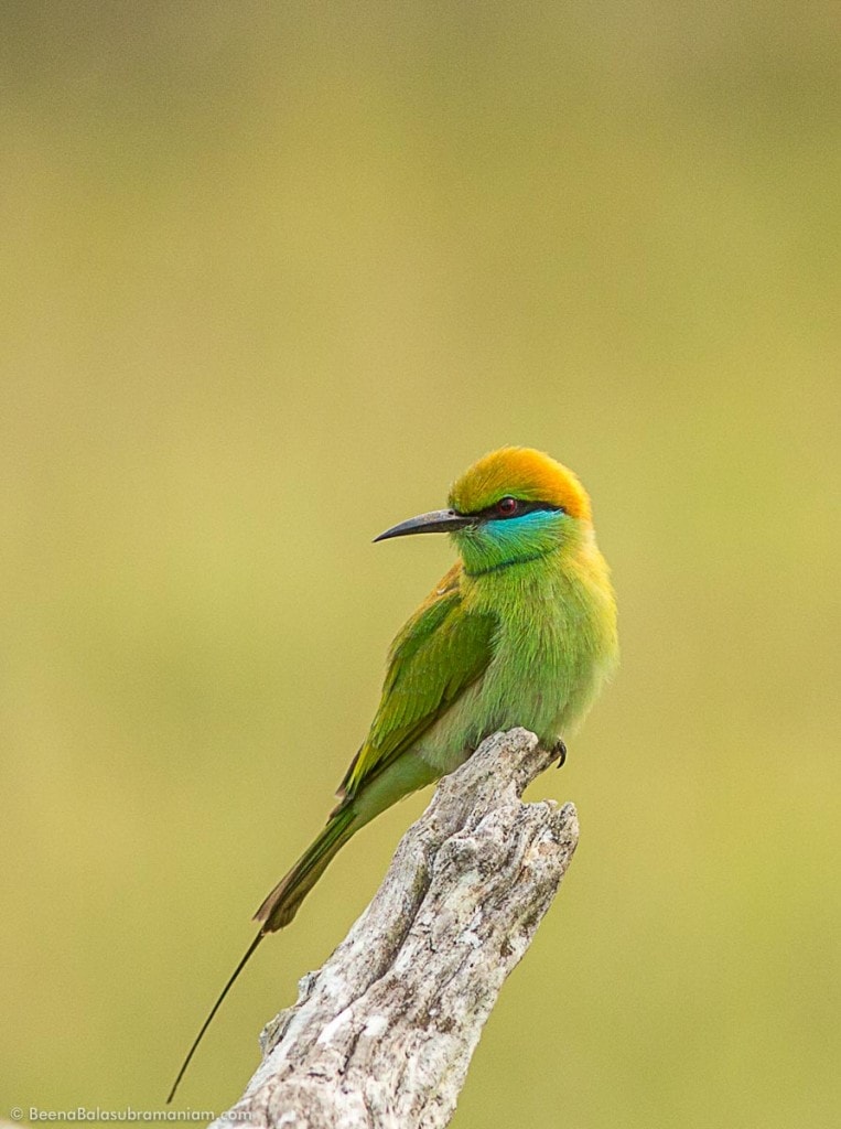 The Green Bee eater