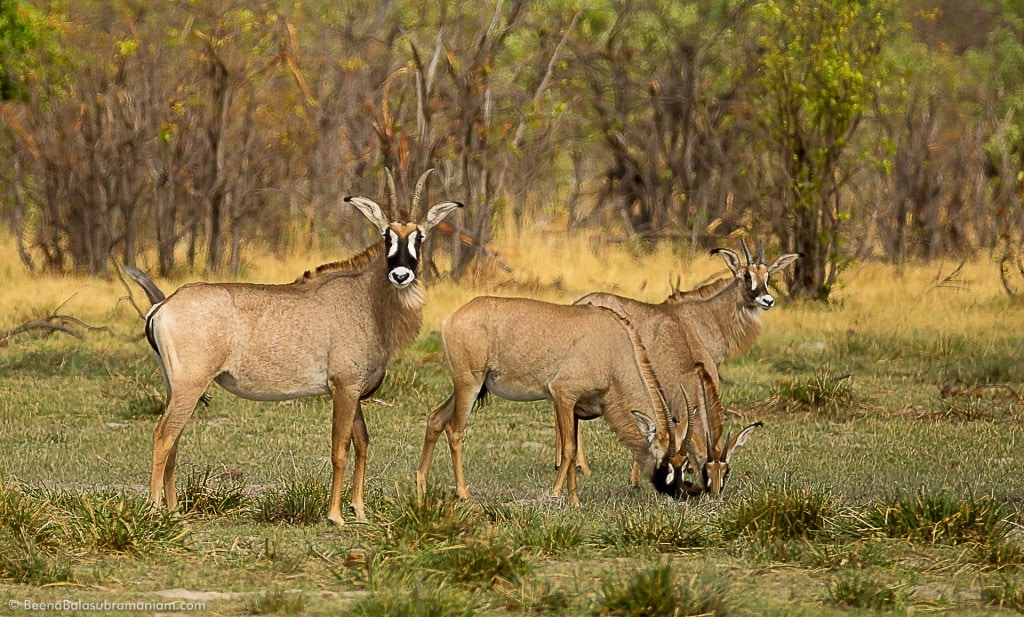 Roan Antelope