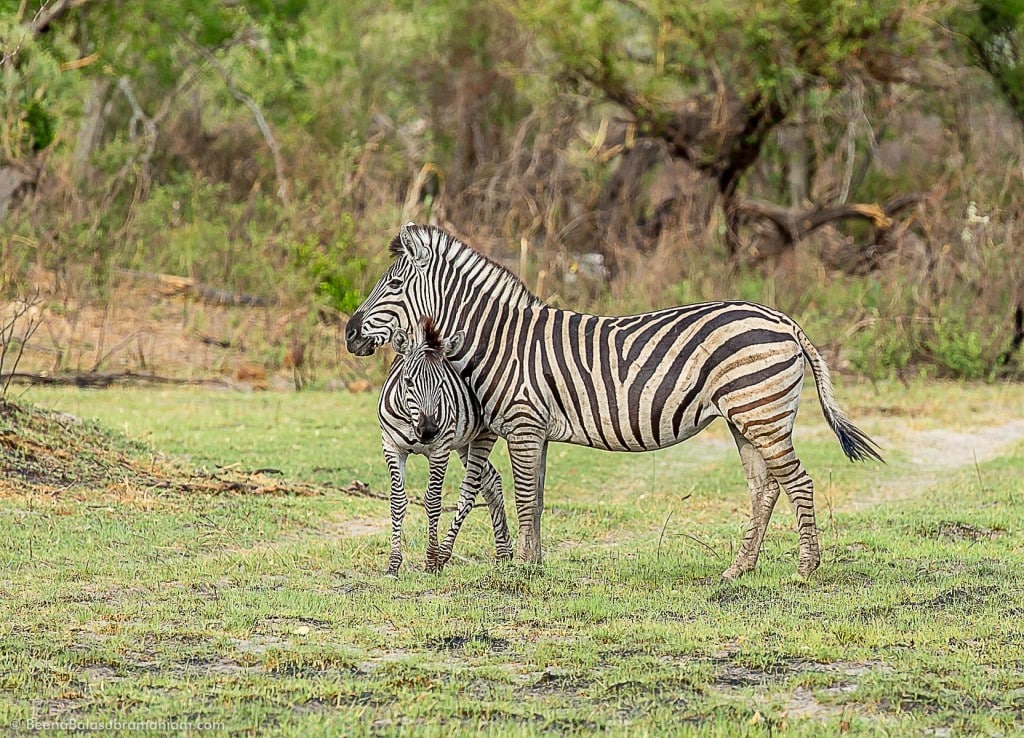 Zebra mother with foal