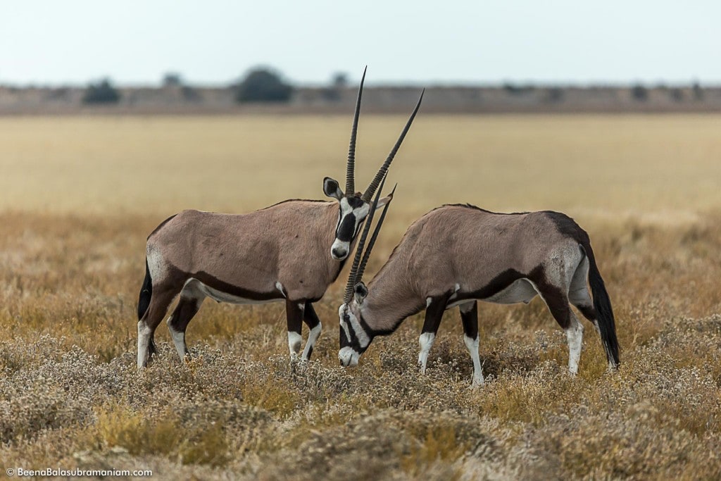 Oryx tussle