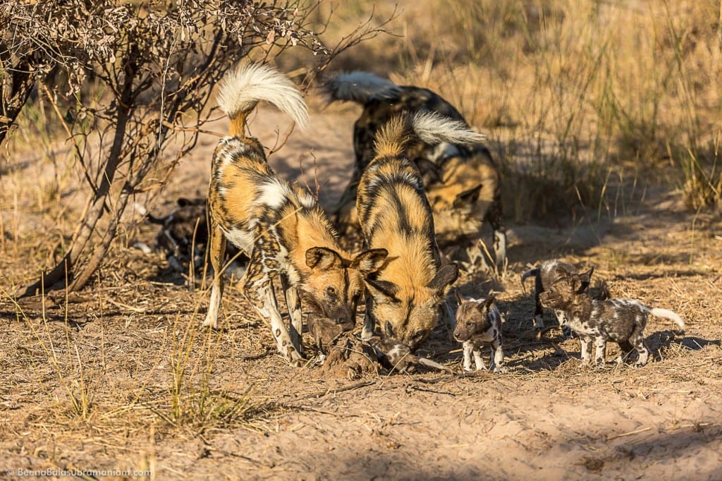 Greeting the pups