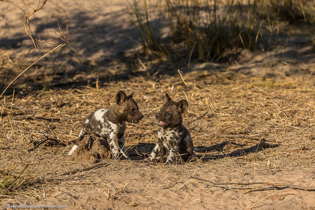 Playful pups