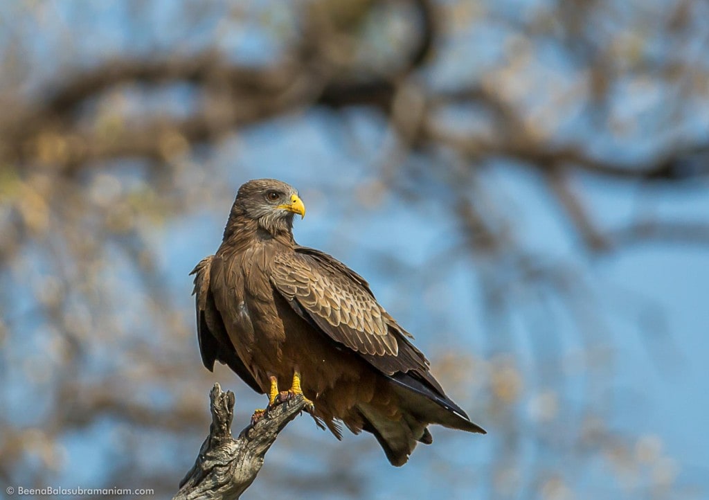 The yellow-billed kite