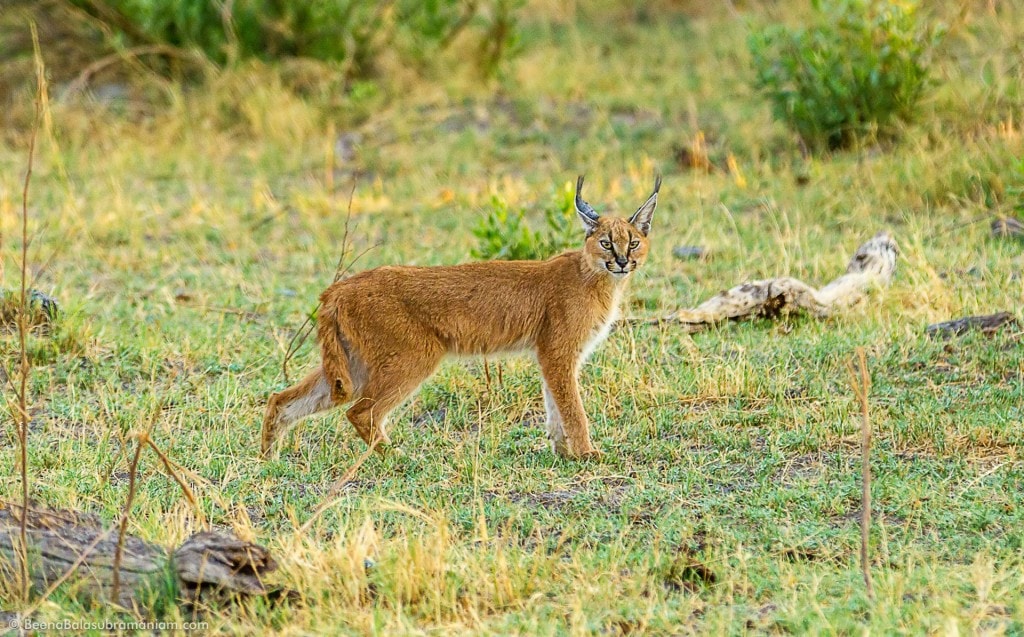 Elusive Caracal