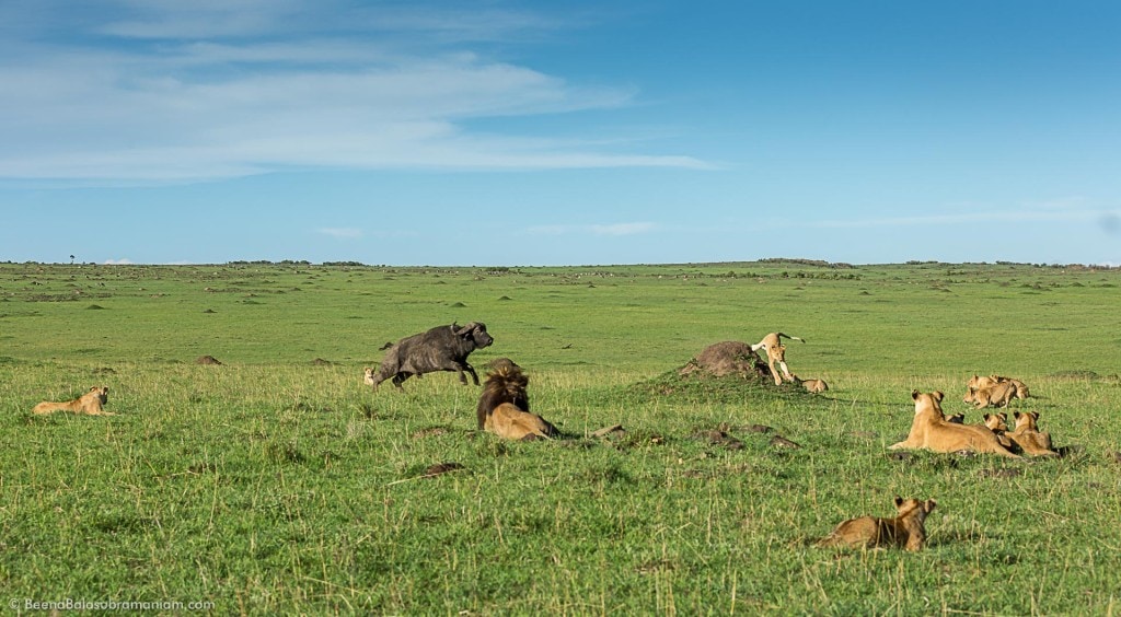 The Story of the Sick Buffalo and the only champion who was ready to take on the Buffalo - the confidence was so short lived