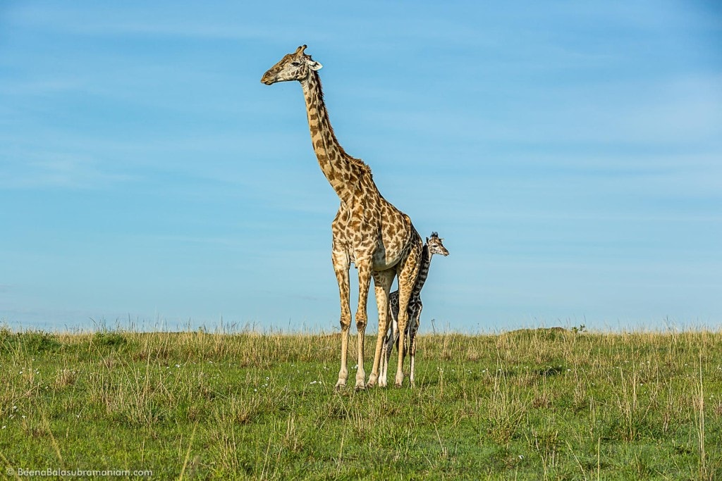 Giraffes of the Masai Mara