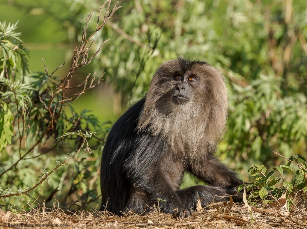 The lion-tailed macaque