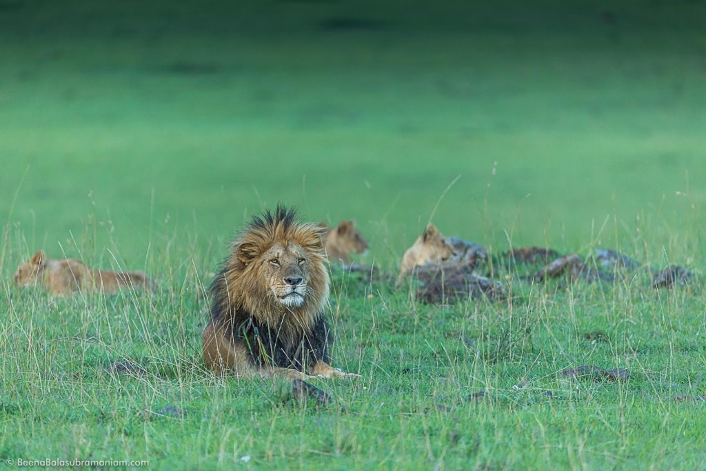 The Pride Male Masai Mara