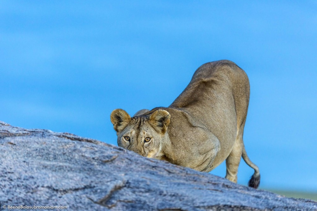 Lioness on a Kopje