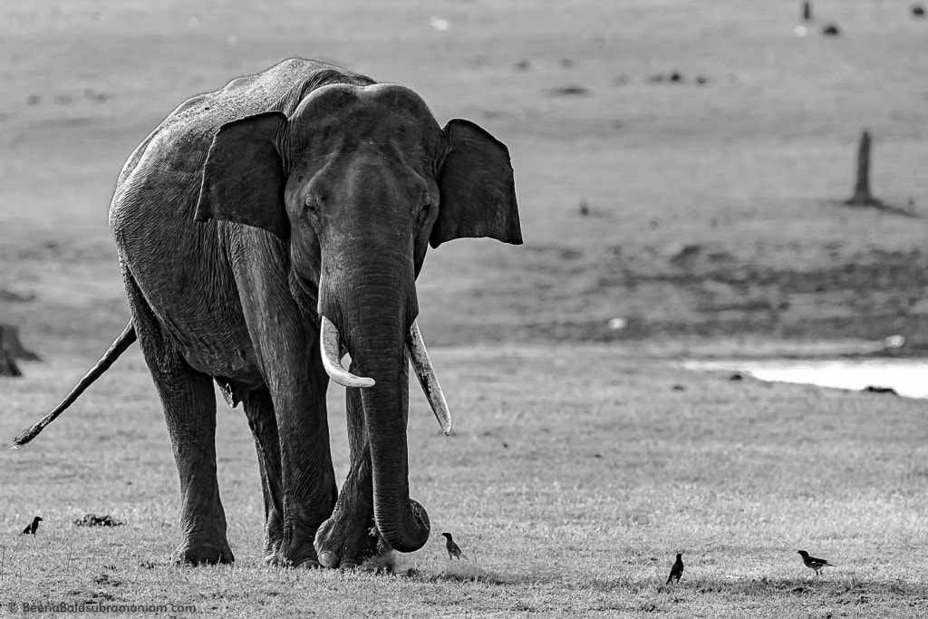 Indian Tusker in B&W