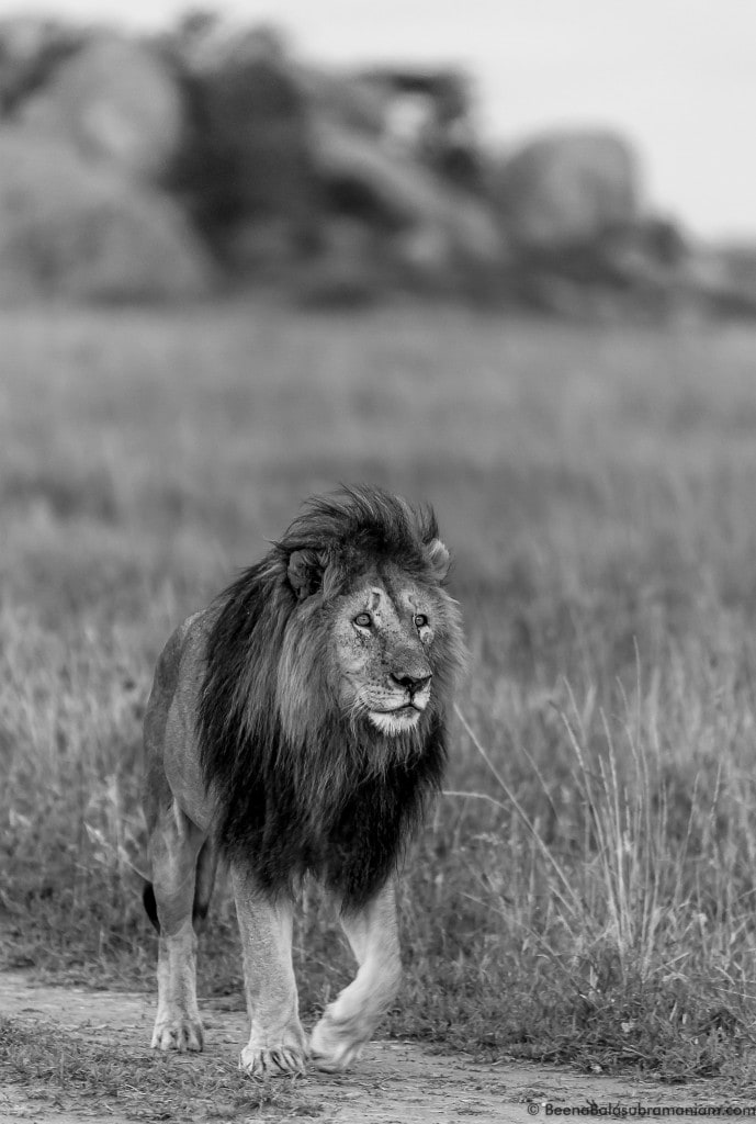 The King posing in front of his home terrain