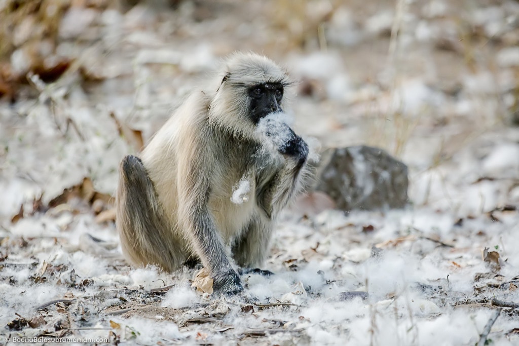 The Langur and the silk cotton pods