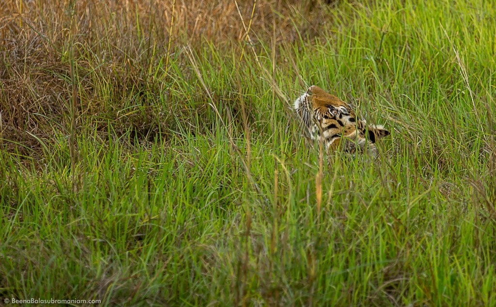 Camouflaged in the tall grass