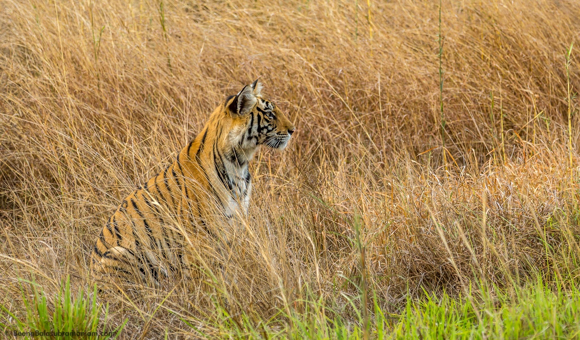 The Tiger Cub waits for her mother to return in the tall grasses of the Bandhavgarh national Park