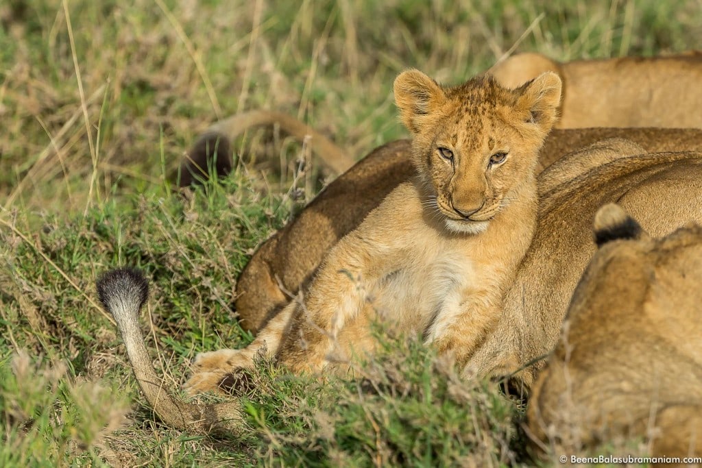 Portrait of a lion cub resting against its mother