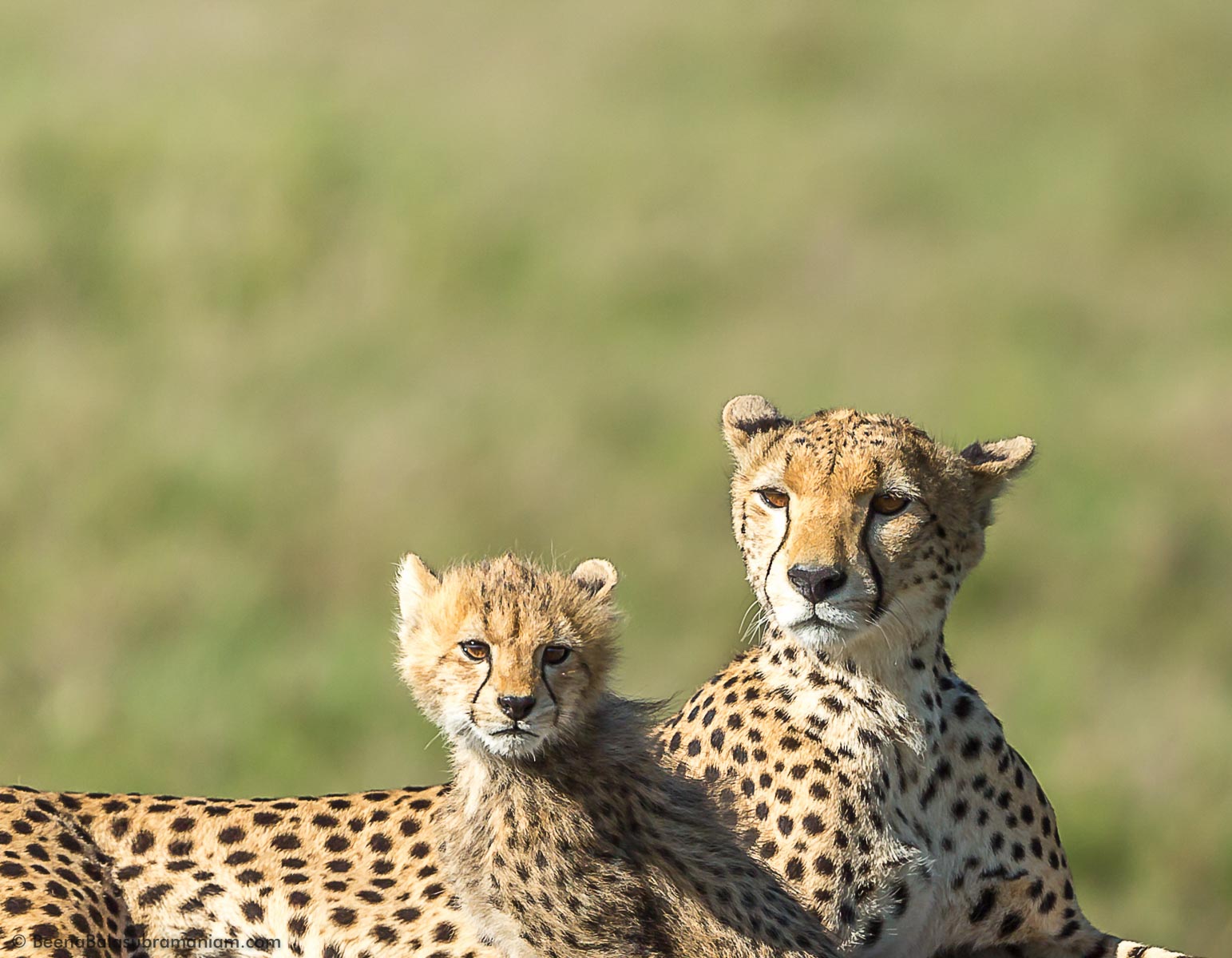 Portrait of a Cheetah and her cub