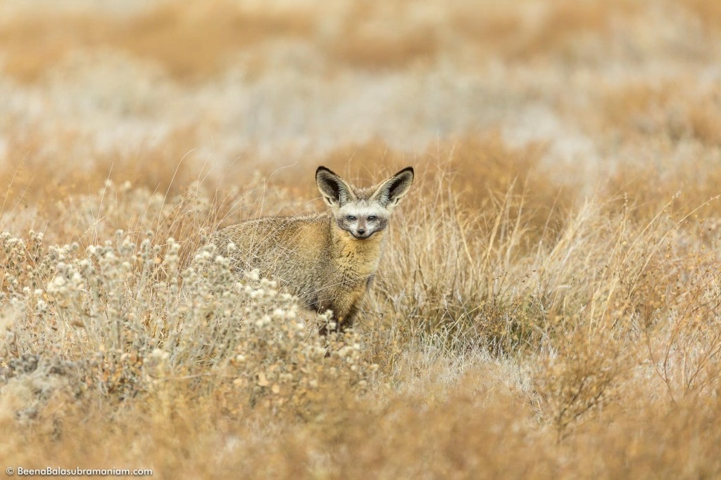 The cute bat eared fox