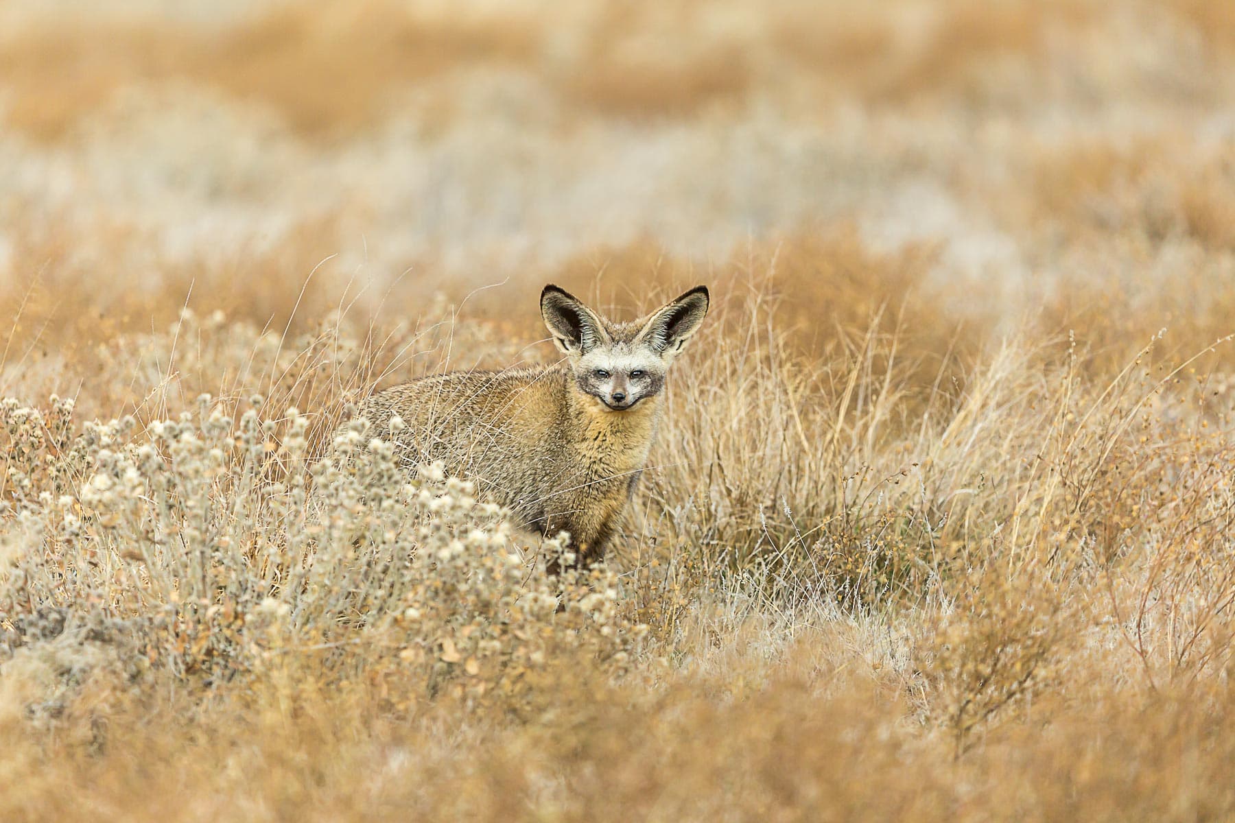 Bat Eared Fox