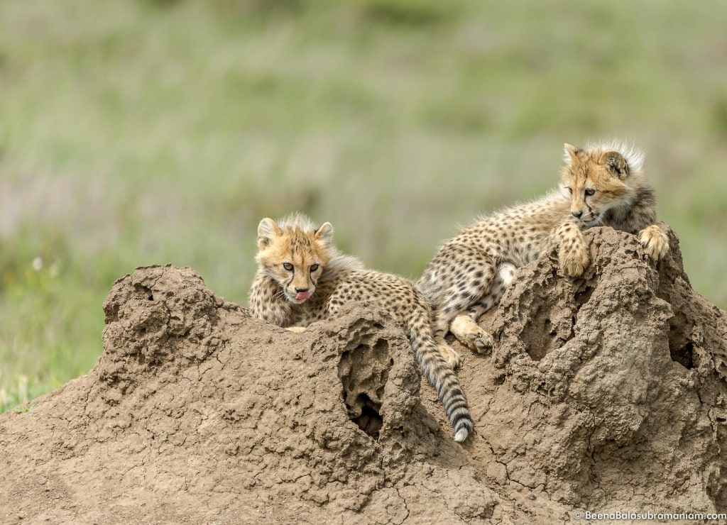 Young Cheetah cubs