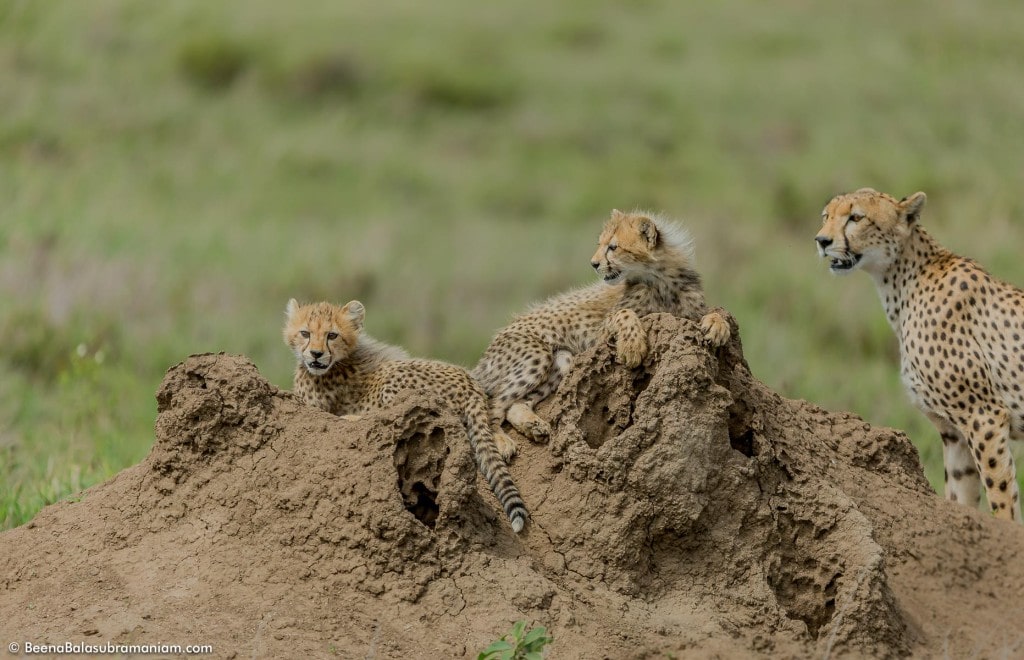 Cheetah family in the Serengeti