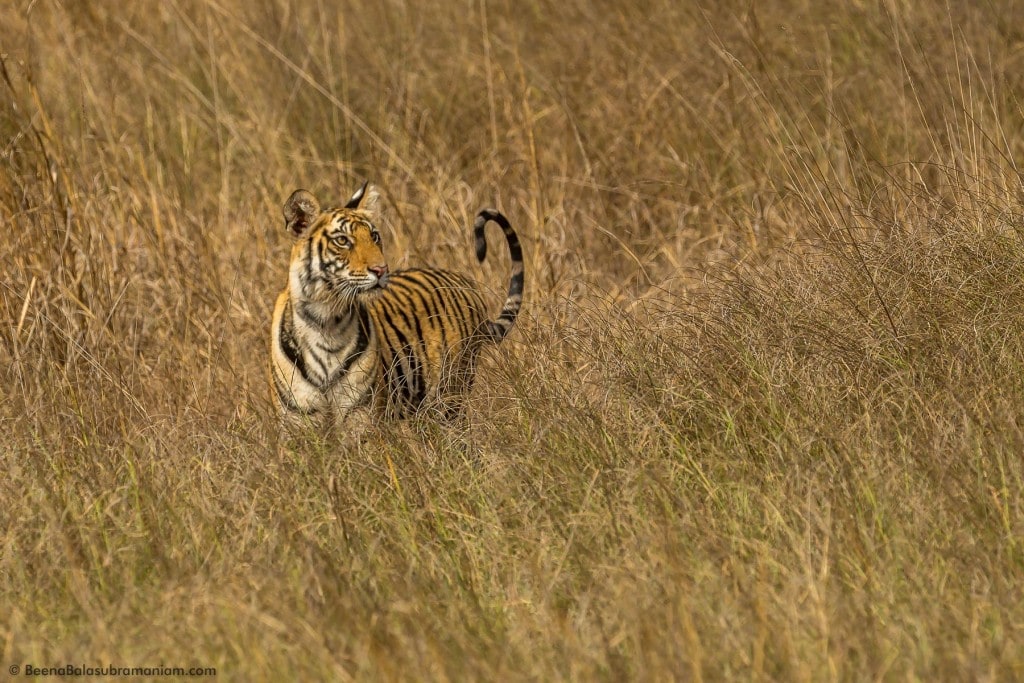 The cub 3 spots, at 9 months old .