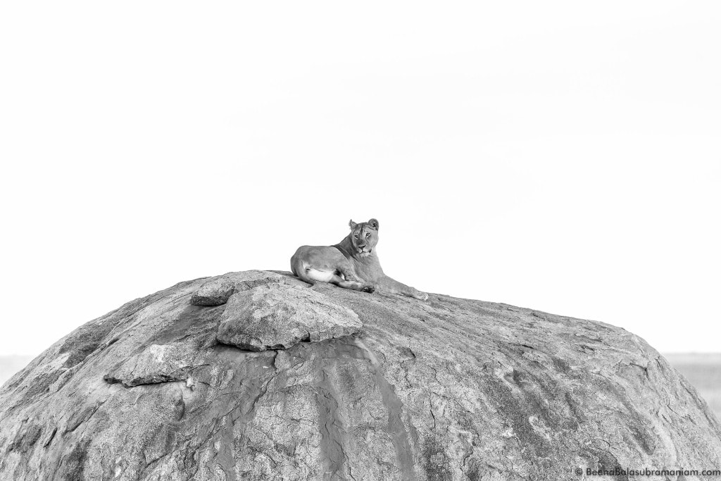 Lioness on the Kopje of the serengeti