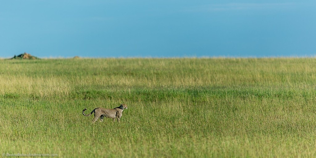 Cheetah habitat shot