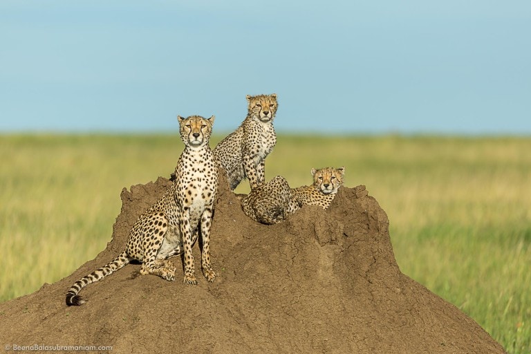 Cheetahs of the Serengeti.