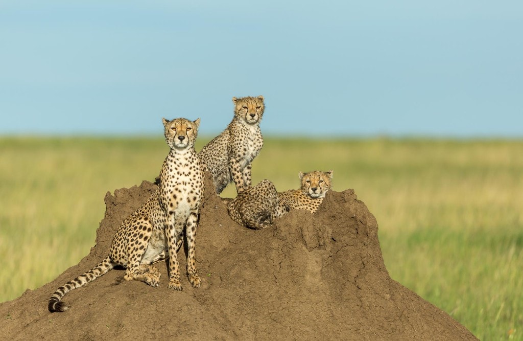 Cheetahs of the Serengeti Home