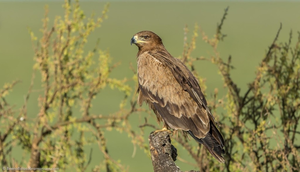 The Tawny Eagle